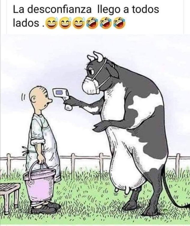 vaca_coronavirus.jpg